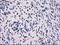 SDH antibody, LS-C114860, Lifespan Biosciences, Immunohistochemistry frozen image 