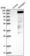 Rap Guanine Nucleotide Exchange Factor 1 antibody, PA5-52295, Invitrogen Antibodies, Western Blot image 