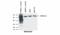 HSP90 antibody, LS-B16913, Lifespan Biosciences, Western Blot image 