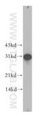 Gap Junction Protein Beta 3 antibody, 12880-1-AP, Proteintech Group, Western Blot image 