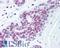 E1A Binding Protein P300 antibody, LS-C141256, Lifespan Biosciences, Immunohistochemistry frozen image 
