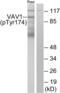 Vav Guanine Nucleotide Exchange Factor 1 antibody, abx012571, Abbexa, Western Blot image 