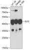 ELF3 antibody, 22-167, ProSci, Western Blot image 