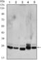 Chromobox 1 antibody, STJ97899, St John