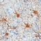 GFAP antibody, LS-C87728, Lifespan Biosciences, Immunohistochemistry frozen image 