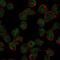 Recombination Activating 2 antibody, NBP2-68834, Novus Biologicals, Immunocytochemistry image 