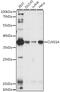 Methylosome subunit pICln antibody, 23-900, ProSci, Western Blot image 