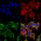 GFAP antibody, SMC-442D-A565, StressMarq, Immunofluorescence image 
