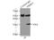 Proteasome activator complex subunit 3 antibody, 14907-1-AP, Proteintech Group, Immunoprecipitation image 