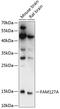 Protein FAM127A antibody, GTX66295, GeneTex, Western Blot image 