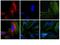 Rabbit IgG antibody, 31685, Invitrogen Antibodies, Immunofluorescence image 