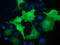 Von Willebrand Factor A Domain Containing 5A antibody, LS-C115525, Lifespan Biosciences, Immunofluorescence image 