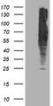 DLD antibody, TA503423, Origene, Western Blot image 