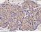 S100 Calcium Binding Protein A6 antibody, 10939-T60, Sino Biological, Immunohistochemistry frozen image 