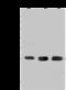 BCL2 Interacting Protein 1 antibody, 203565-T38, Sino Biological, Western Blot image 