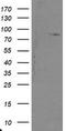 SKI Like Proto-Oncogene antibody, LS-C175158, Lifespan Biosciences, Western Blot image 