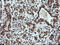 Fetal and adult testis-expressed transcript protein antibody, LS-C174203, Lifespan Biosciences, Immunohistochemistry paraffin image 