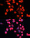 Solute Carrier Family 25 Member 5 antibody, 16-156, ProSci, Immunofluorescence image 