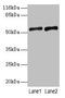 Solute Carrier Family 2 Member 4 antibody, CSB-PA021557EA01HU, Cusabio, Western Blot image 