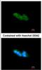 Mesencephalic Astrocyte Derived Neurotrophic Factor antibody, NBP1-32037, Novus Biologicals, Immunocytochemistry image 