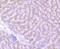 Glucosylceramidase Beta antibody, NBP2-66871, Novus Biologicals, Immunohistochemistry paraffin image 