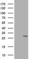 eIF4E antibody, TA503042S, Origene, Western Blot image 