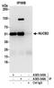 NUCB2 antibody, A305-346A, Bethyl Labs, Immunoprecipitation image 