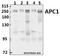 Anaphase Promoting Complex Subunit 1 antibody, A03471-1, Boster Biological Technology, Western Blot image 