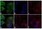 Mouse IgG (H+L) antibody, A-21204, Invitrogen Antibodies, Immunofluorescence image 