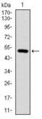 Integrin Subunit Beta 1 antibody, GTX60563, GeneTex, Western Blot image 