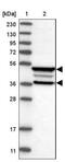 FERM Domain Containing 3 antibody, NBP2-33879, Novus Biologicals, Western Blot image 
