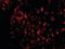 Cell death regulator Aven antibody, orb87287, Biorbyt, Immunofluorescence image 