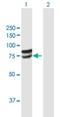 Glucuronic Acid Epimerase antibody, H00026035-B01P, Novus Biologicals, Western Blot image 