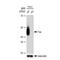 FAS antibody, GTX09129, GeneTex, Western Blot image 