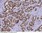 Histone Cluster 2 H2B Family Member E antibody, 11362-T56, Sino Biological, Immunohistochemistry frozen image 