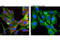Ribosomal Protein S6 antibody, 9468S, Cell Signaling Technology, Immunocytochemistry image 