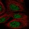 TOP1 Binding Arginine/Serine Rich Protein antibody, HPA060640, Atlas Antibodies, Immunocytochemistry image 