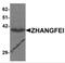 CREB/ATF BZIP Transcription Factor antibody, 6191, ProSci Inc, Western Blot image 