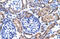 Sirtuin 3 antibody, 27-579, ProSci, Immunohistochemistry paraffin image 