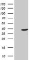 M-PST antibody, TA811110, Origene, Western Blot image 