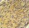 Caveolae Associated Protein 4 antibody, LS-C164683, Lifespan Biosciences, Immunohistochemistry frozen image 
