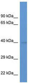 Exo/Endonuclease G antibody, TA338997, Origene, Western Blot image 