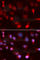 ATPase Copper Transporting Beta antibody, A5676, ABclonal Technology, Immunofluorescence image 