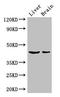 Methyltransferase Like 2A antibody, orb36289, Biorbyt, Western Blot image 