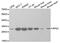 Ribosomal Protein S3 antibody, PA5-76662, Invitrogen Antibodies, Western Blot image 