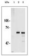 Cell Division Cycle 6 antibody, GTX00896, GeneTex, Immunoprecipitation image 