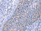 Extra Spindle Pole Bodies Like 1, Separase antibody, CSB-PA644588, Cusabio, Immunohistochemistry frozen image 
