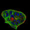 Beta-Secretase 1 antibody, 32-238, ProSci, Immunofluorescence image 