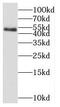 Selenocysteine Lyase antibody, FNab07637, FineTest, Western Blot image 
