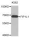 Factor Interacting With PAPOLA And CPSF1 antibody, abx003830, Abbexa, Western Blot image 